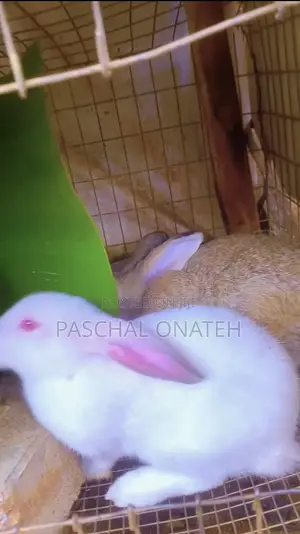 Foreign Bunnies Available | Rabbit For Sell