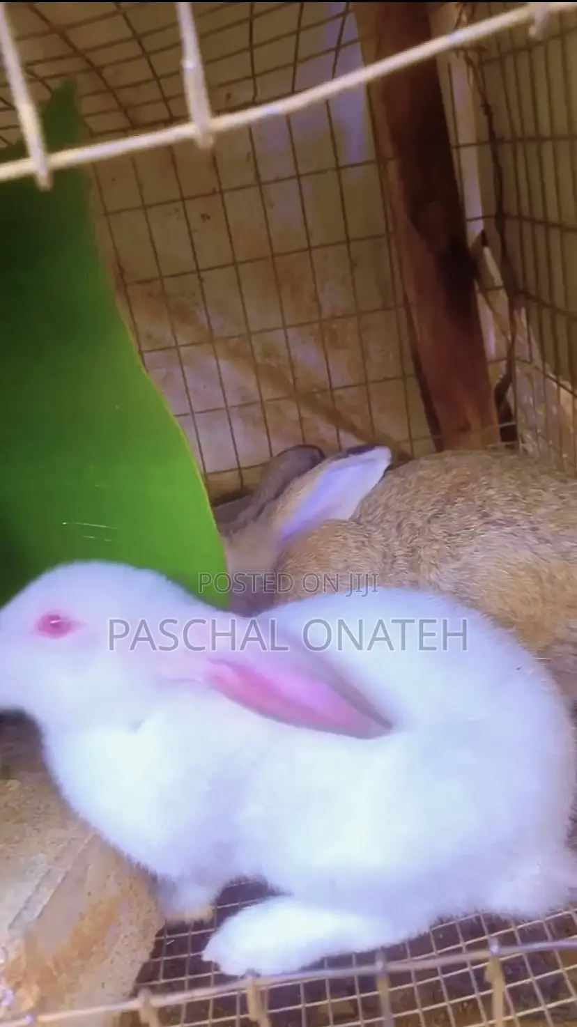 Foreign Bunnies Available | Rabbit For Sell