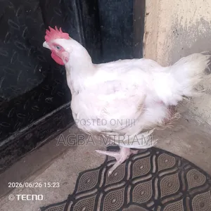 Broilers Chicken From Farm, 7000 Naira Per Live Chicken. 4000 Per Kg