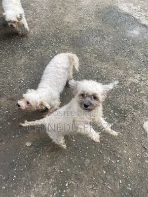 3-6 months Female Purebred Lhasa Apso