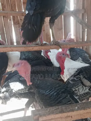 Live Turkey