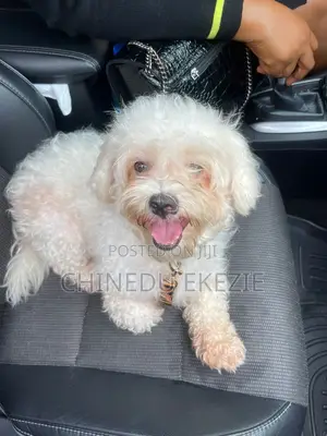1+ year Female Purebred Lhasa Apso