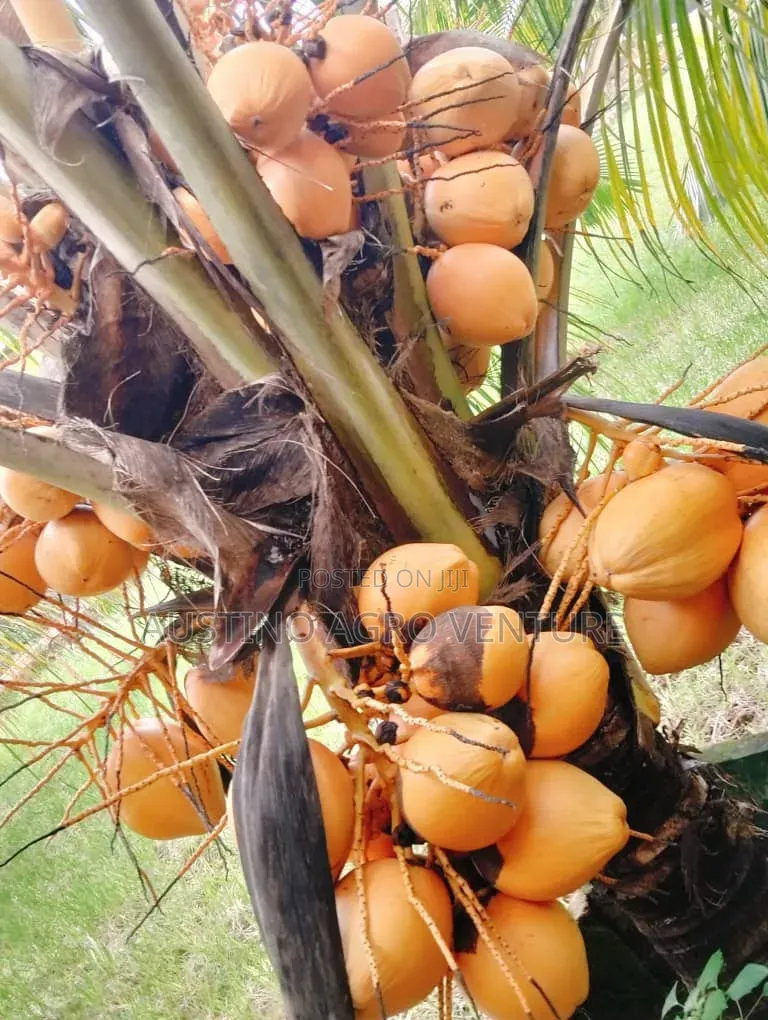 Dwarf Coconut Seedlings Green and Yellow