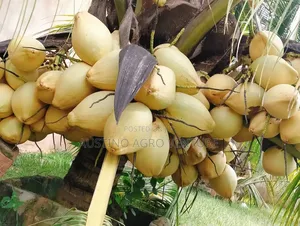 Dwarf Coconut Seedlings Green and Yellow