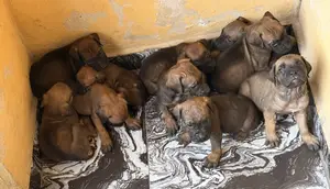 1-3 months Female Purebred Boerboel