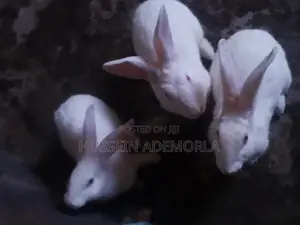 2 Big Female Rabbits and a Male
