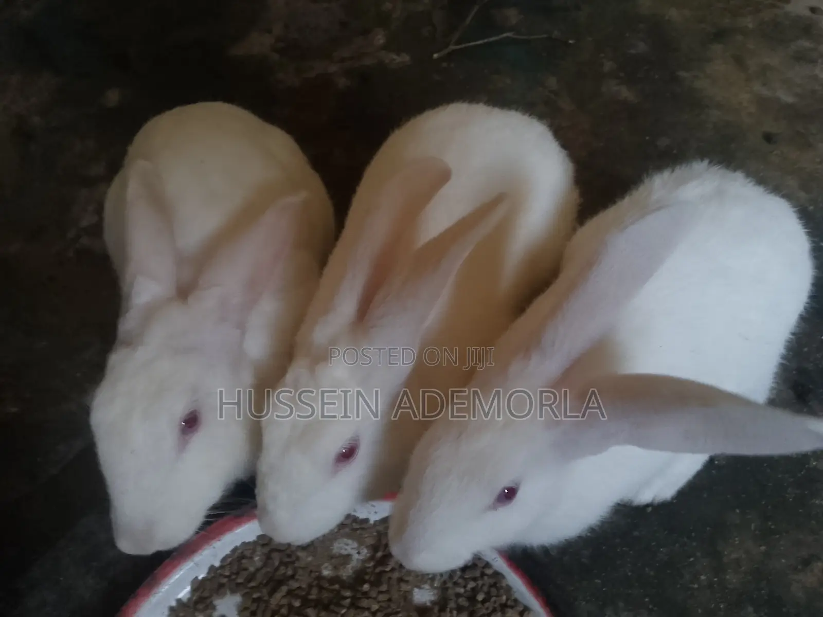 2 Big Female Rabbits and a Male