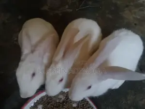 2 Big Female Rabbits and a Male
