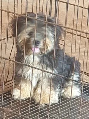 1-3 months Male Purebred Lhasa Apso