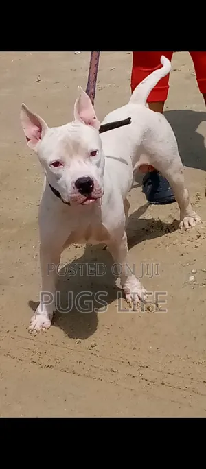 1+ year Male Purebred American Bully