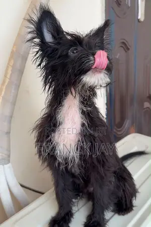 3-6 months Male Mixed Breed Maltese