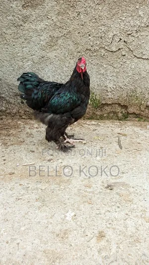 Black Brahma