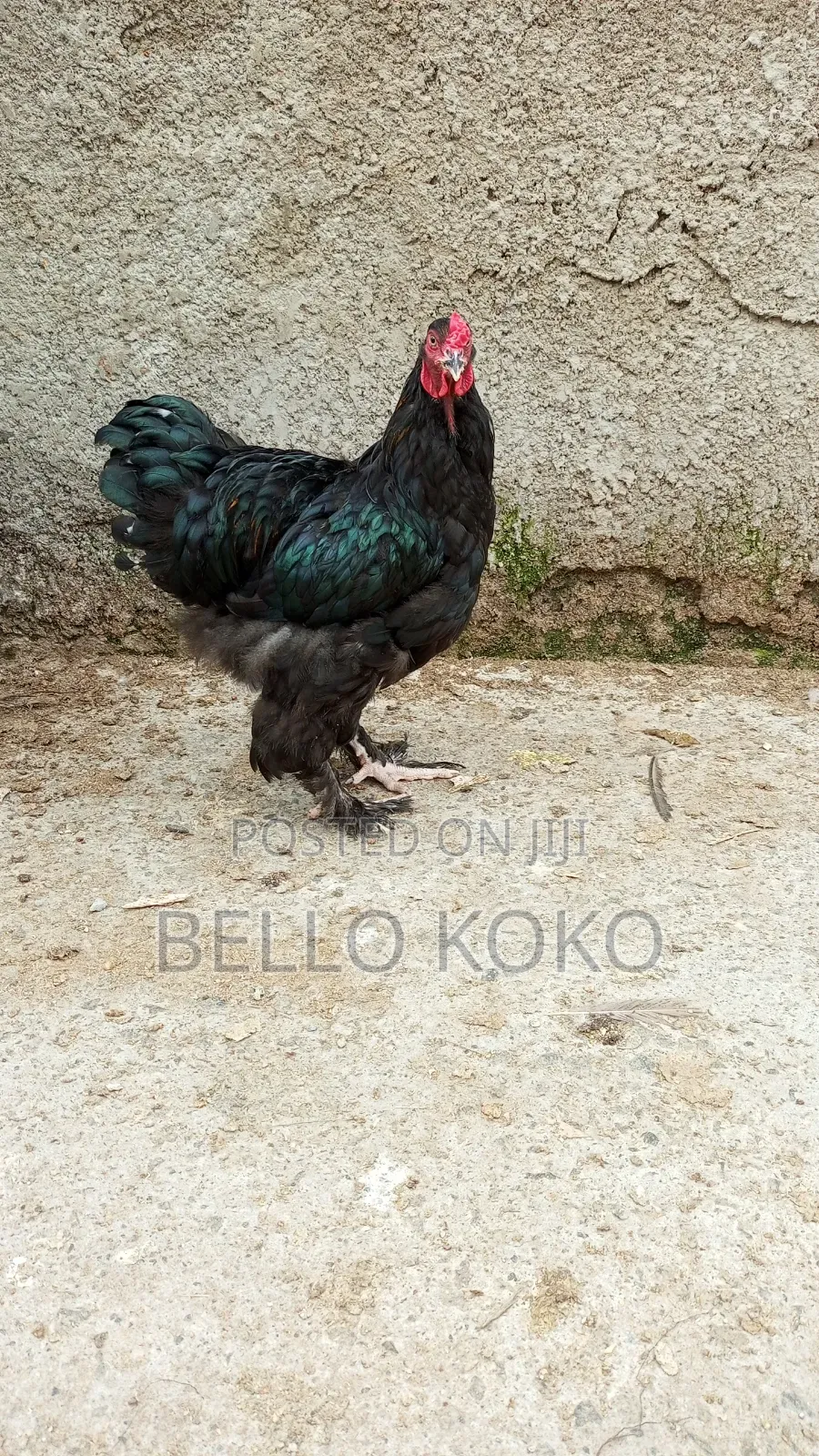 Black Brahma