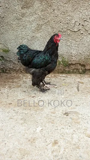 Black Brahma