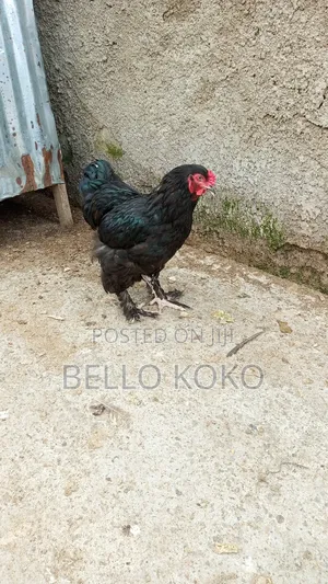 Black Brahma
