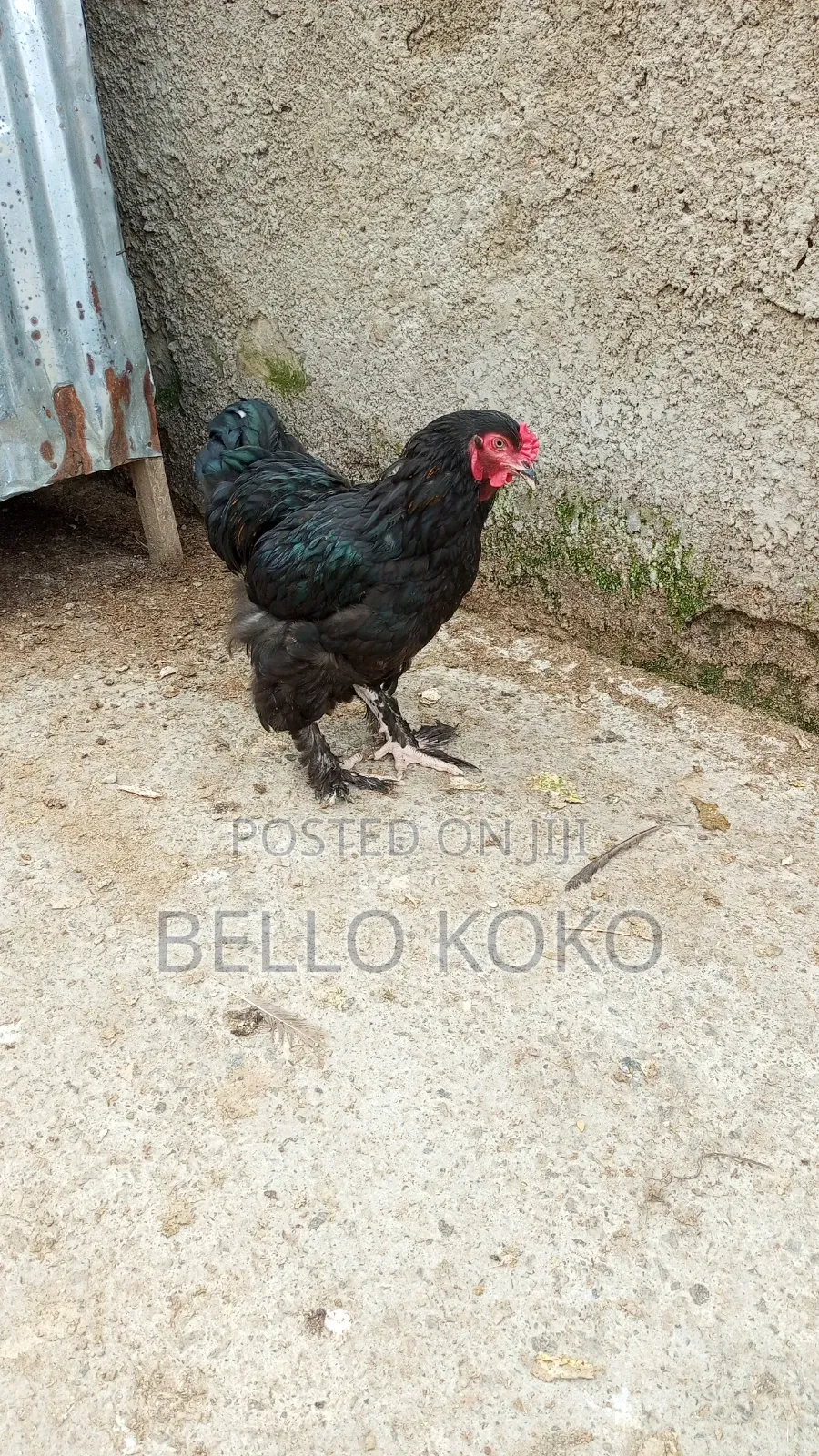 Black Brahma