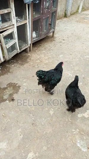 Black Brahma