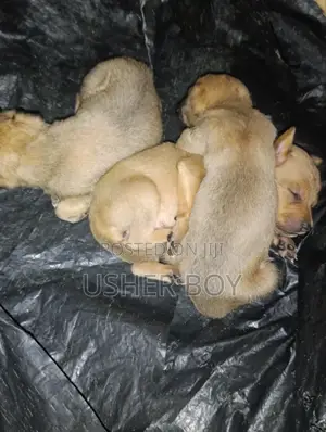 0-1 month Male Mixed Breed Boerboel