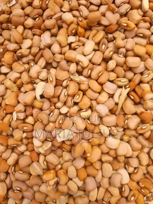 Brown Beans