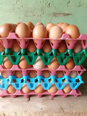 Clean Fresh Farm Eggs in Sapele