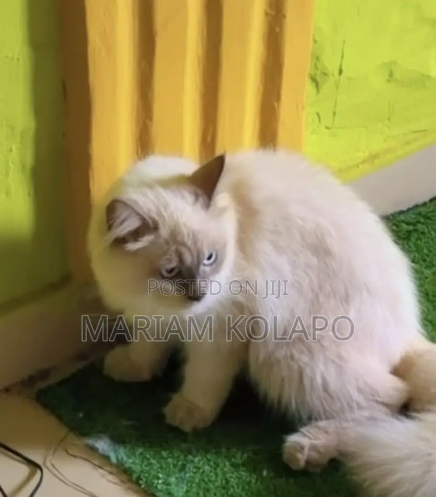 6-12 months Male Mixed Breed Persian