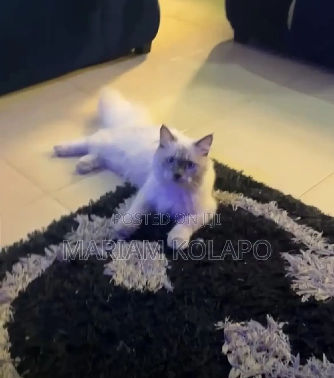 6-12 months Male Mixed Breed Persian