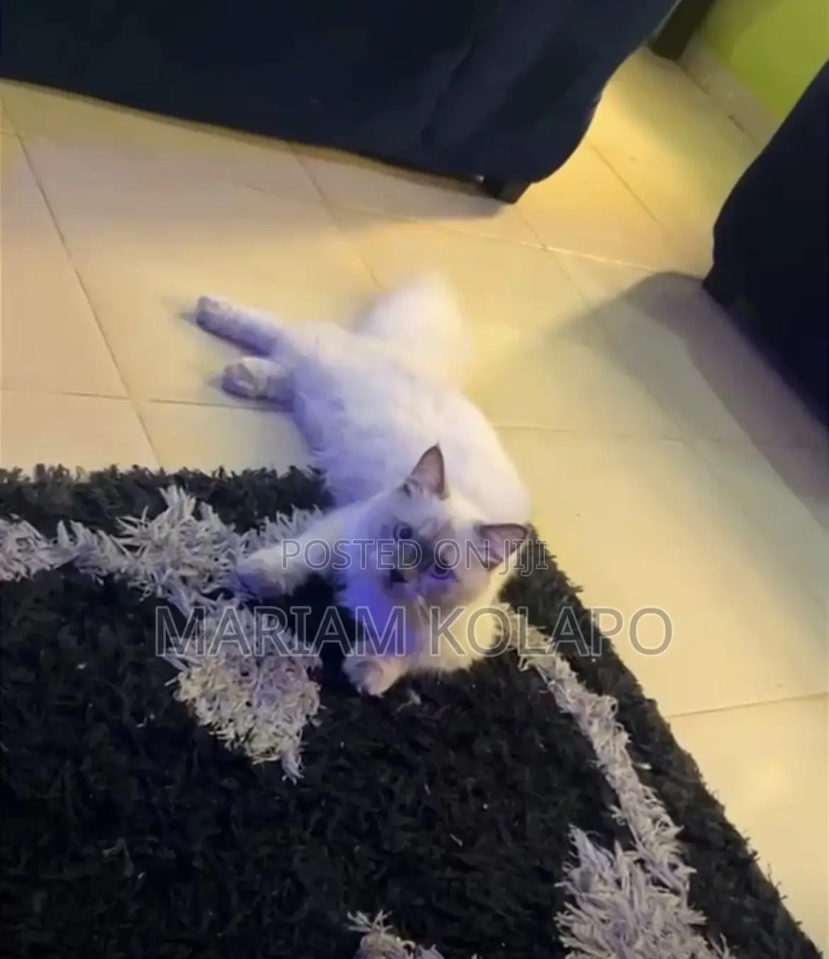 6-12 months Male Mixed Breed Persian