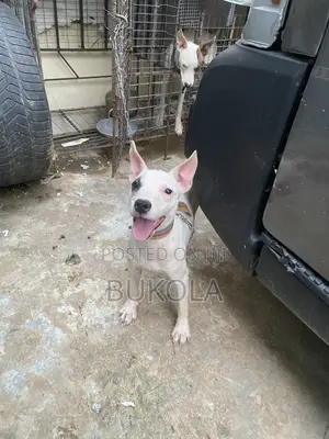 3-6 months Female Purebred American Pit Bull Terrier