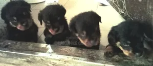 1-3 months Male Purebred Rottweiler
