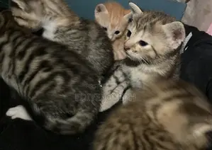 1-3 months Male Mixed Breed Cat