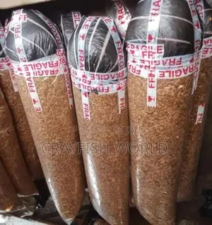 Oron Crayfish Massive Price Drop Alert!