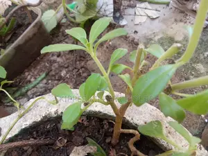 Panadol Plant