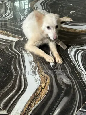 6-12 months Female Purebred American Eskimo