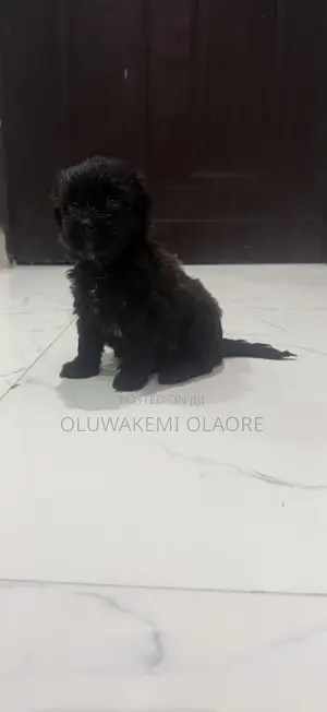 1-3 months Female Purebred Lhasa Apso