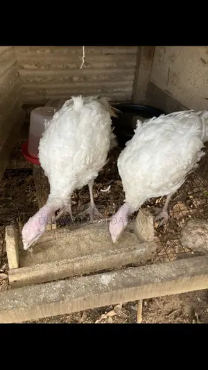 Foreign Turkeys