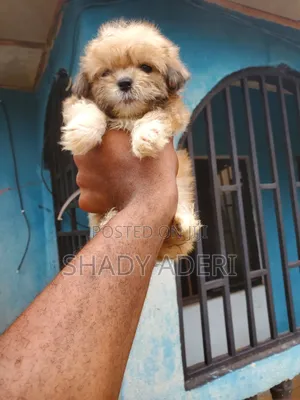 1-3 months Male Purebred Lhasa Apso