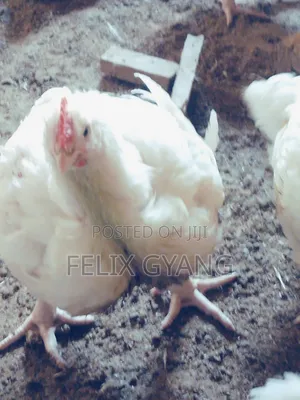 Mature Broiler for Sale
