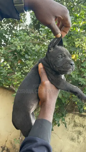 1-3 months Female Purebred Cane Corso