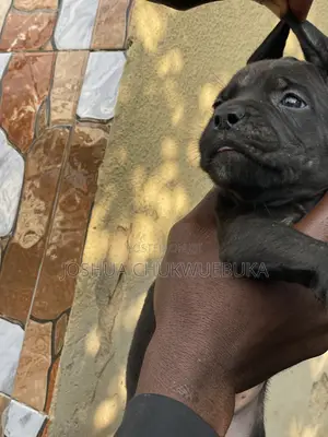 0-1 month Male Purebred Cane Corso