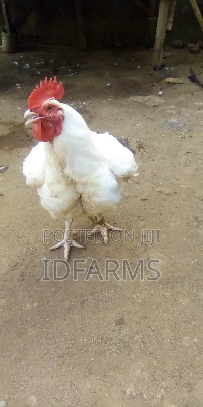 Fresh Organic Chicken
