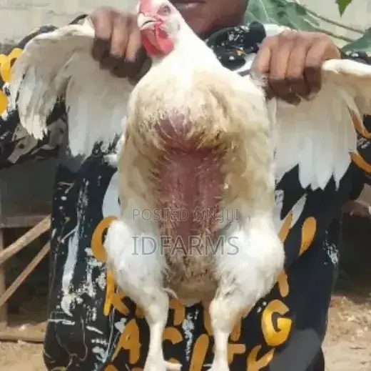 Fresh Organic Chicken