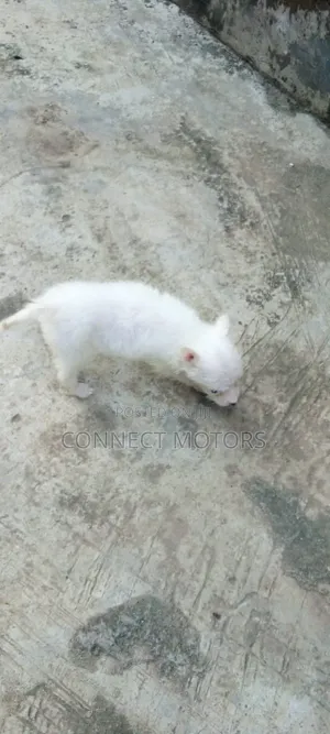 1-3 months Male Purebred American Eskimo