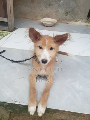 3-6 months Female Mixed Breed Border Collie