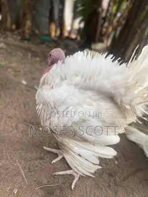 Foreign Turkey