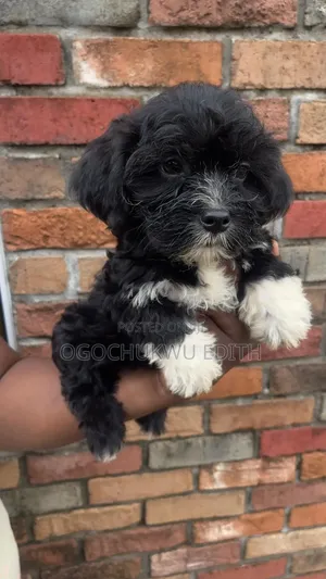1-3 months Male Purebred Lhasa Apso