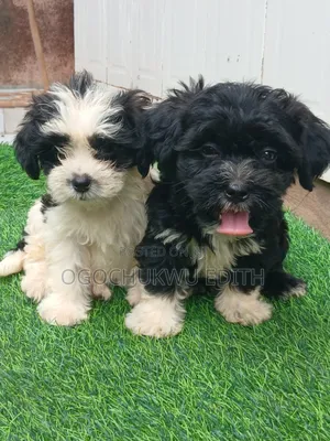 1-3 months Male Purebred Lhasa Apso