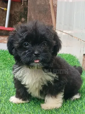 1-3 months Female Purebred Lhasa Apso