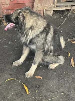 1+ year Male Purebred Caucasian Shepherd