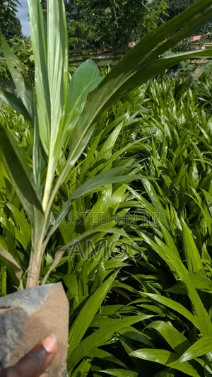 Agricultural Products