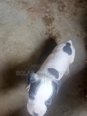 1-3 months Male Purebred American Pit Bull Terrier